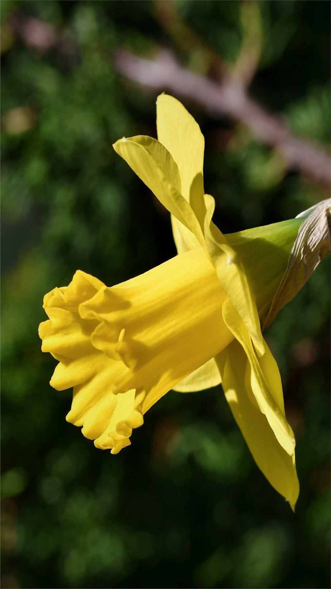 Daffodil Flower iPhone Wallpaper