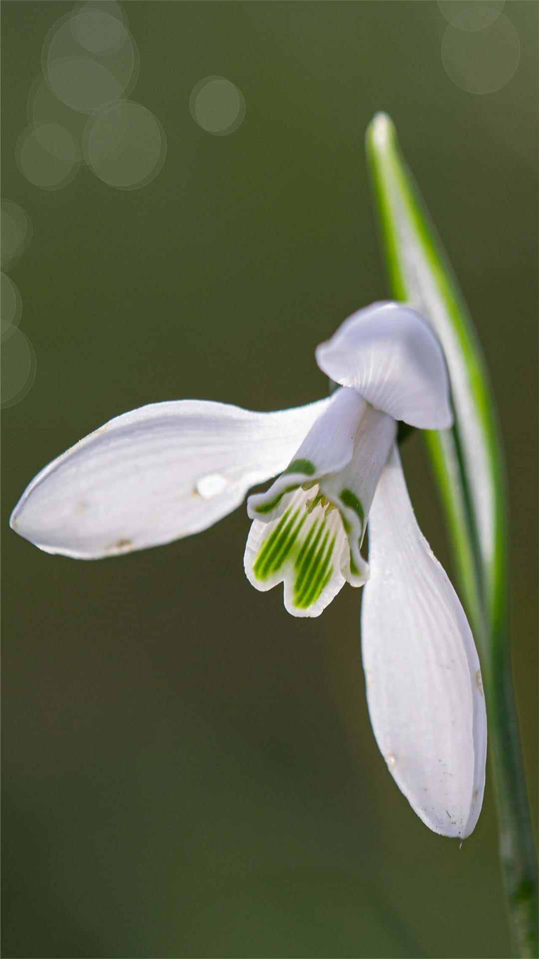 Snowdrop Flower iPhone Wallpaper