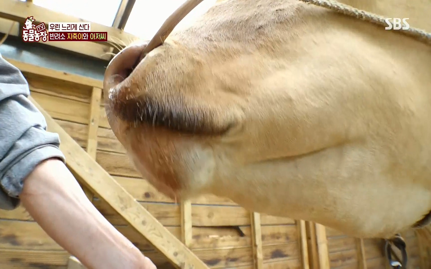 TV 동물농장.E1074.220619p.H264-F1RST.mp4_20220619_181426.482.jpg