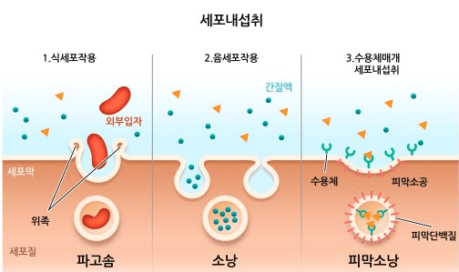 출처 : 동물학백과