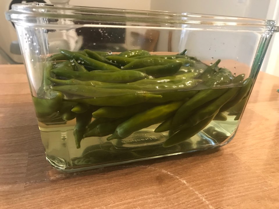  삭힌 고추 고추지 만들기 중간보고!