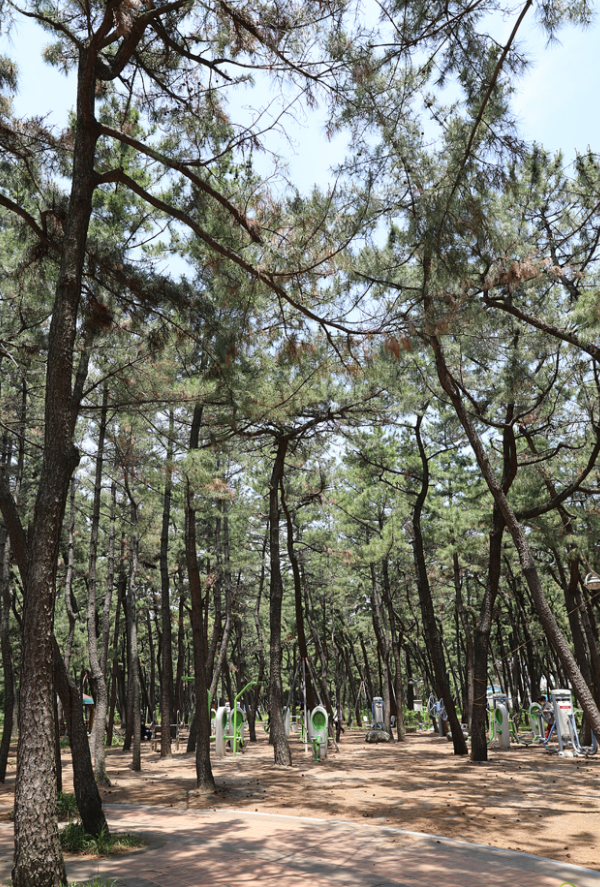 포항 송도 솔밭도시숲 여행소개 가는방법 볼거리-8