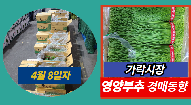  [경매사 일일보고] 4월 8일자 가락시장 영양부추 경매동향을 살펴보겠습니다!