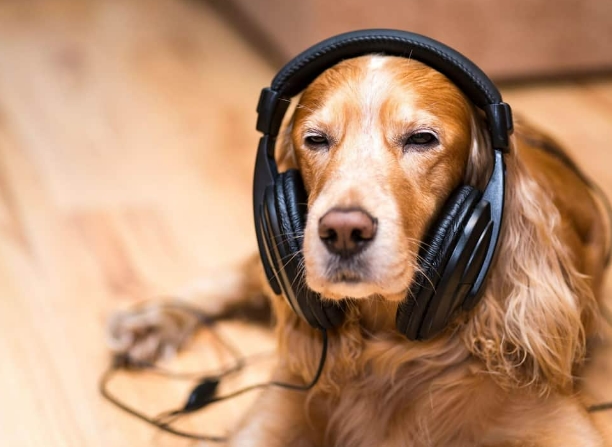 바흐 연주 감상하는 강아지 What Music Do Dogs Like?