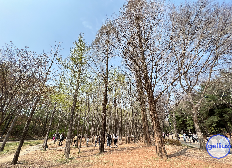 서울숲 살펴 볼 장소 여섯 번째&#44; 은행나무 숲