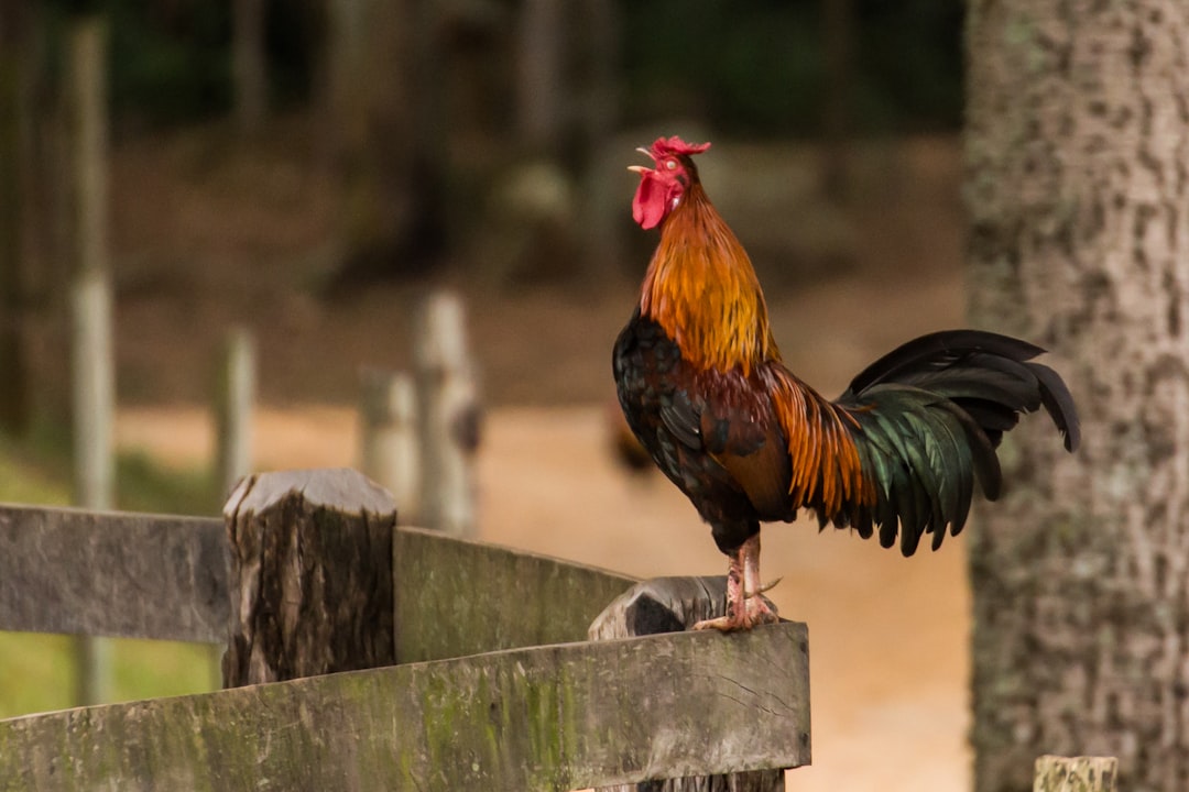 Rooster