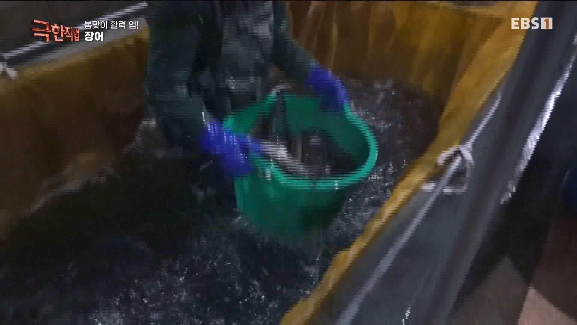 [극한 직업] 장어와 대왕문어 240316.mp4_20240317_153636.966.jpg