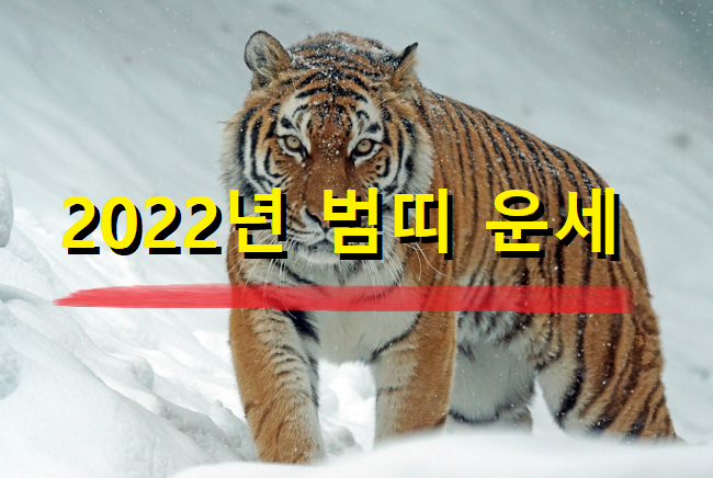  2022년 범띠(호랑이띠) 운세 25세, 37세, 49세, 61세, 73세 나이별 범띠 운세