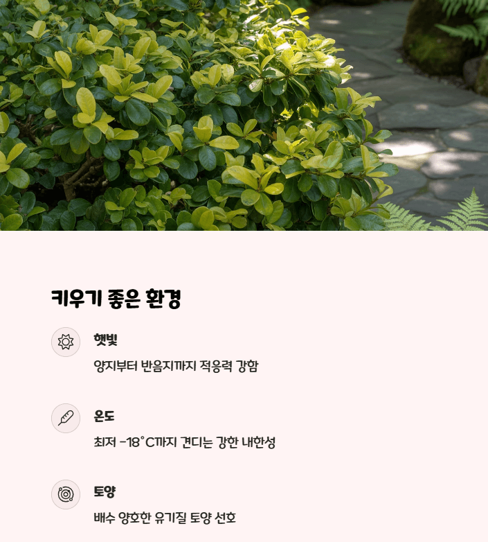 사철나무