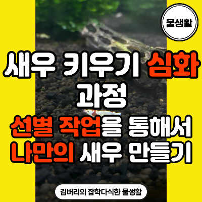  새우 키우기: 선별 작업을 통해 더 높은 등급의 새우 만드는 방법