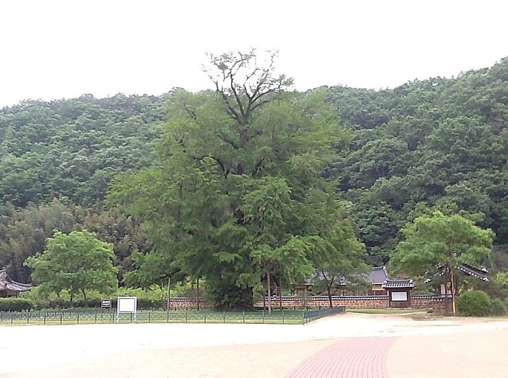  의령 세간리 현고수, 은행나무&먹거리