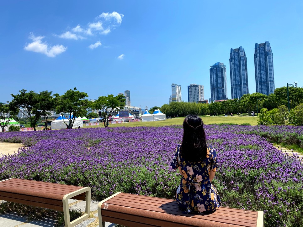 꽃양귀비 [ 울산 여행 ] 한 폭의 수채화♥ 양귀비와 7