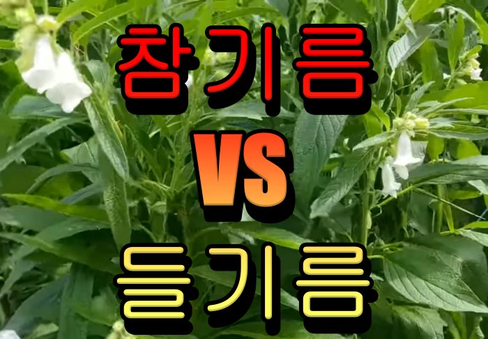 참깨-나무