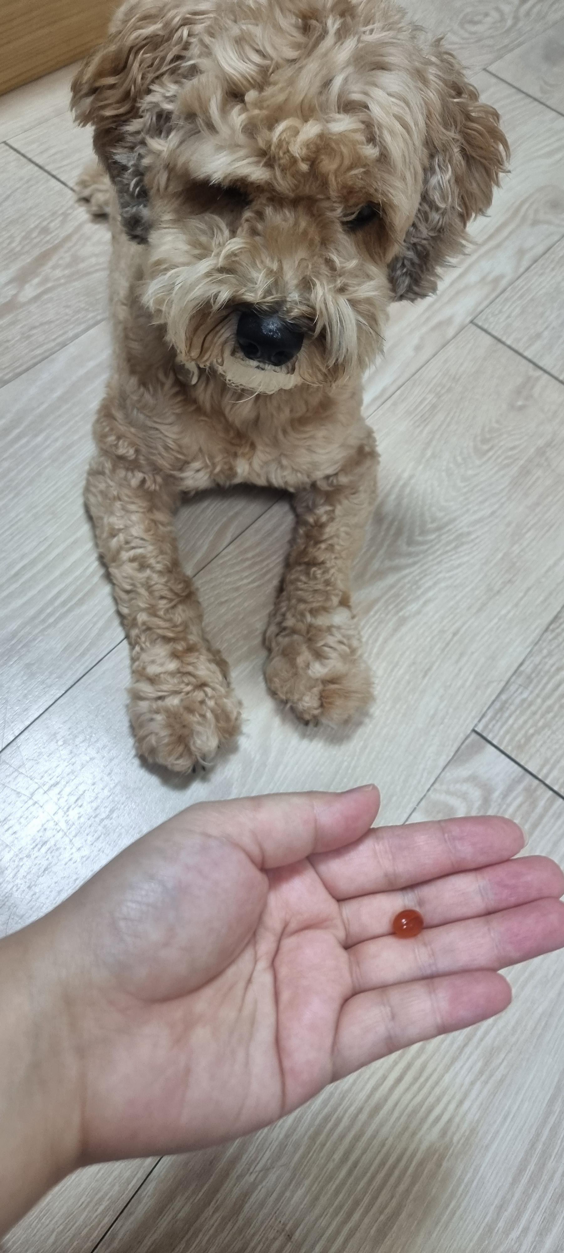  강아지 슬개골 영양제(관절 영양제) 블랙모어스 리프리놀 - 안티놀 대체품