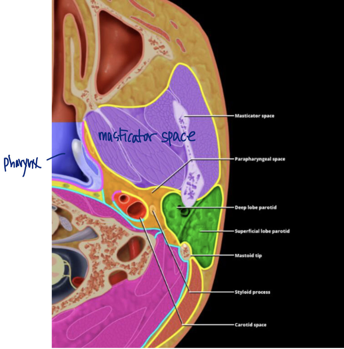 Parapharyngeal space