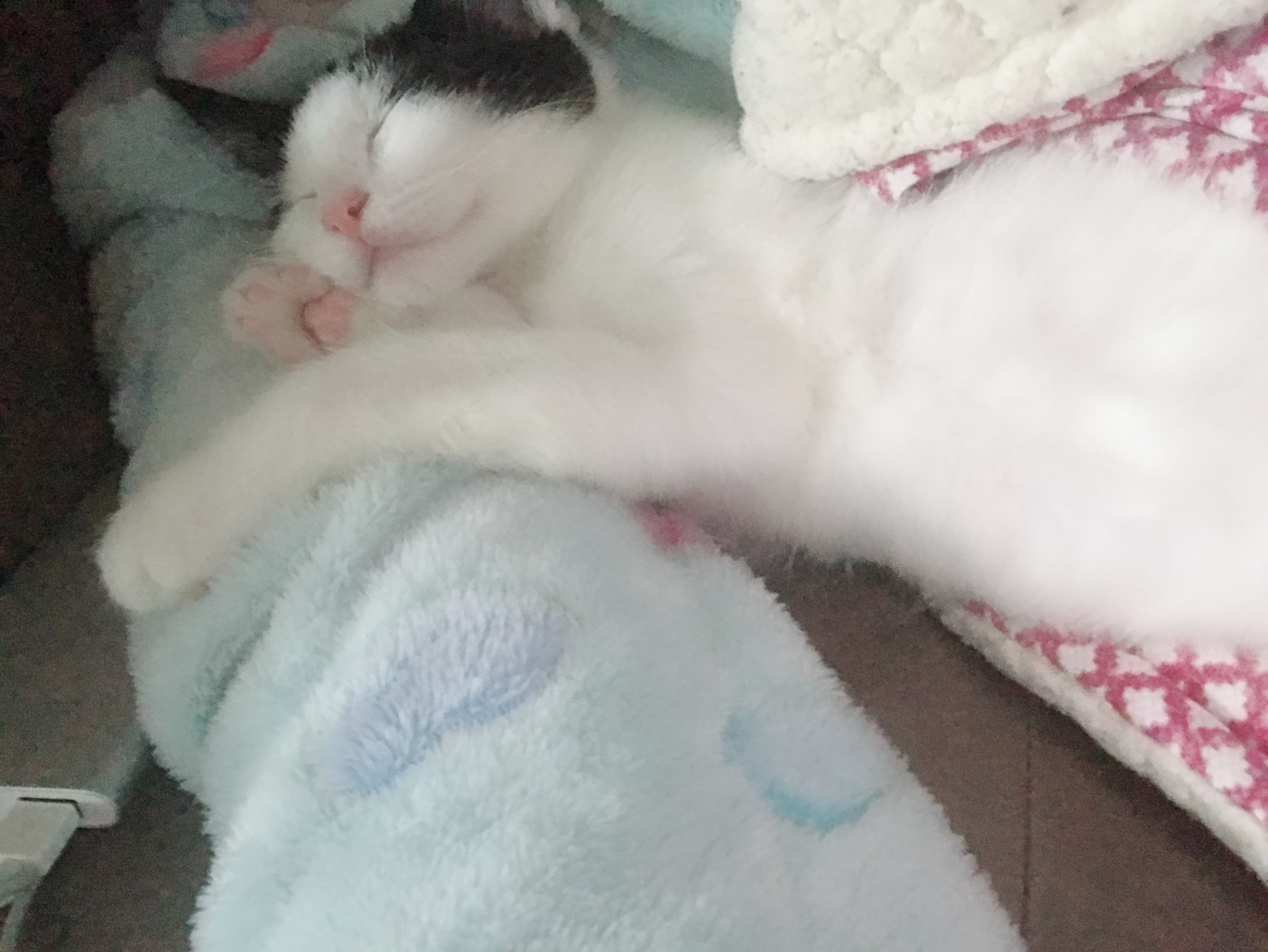 alt 태그