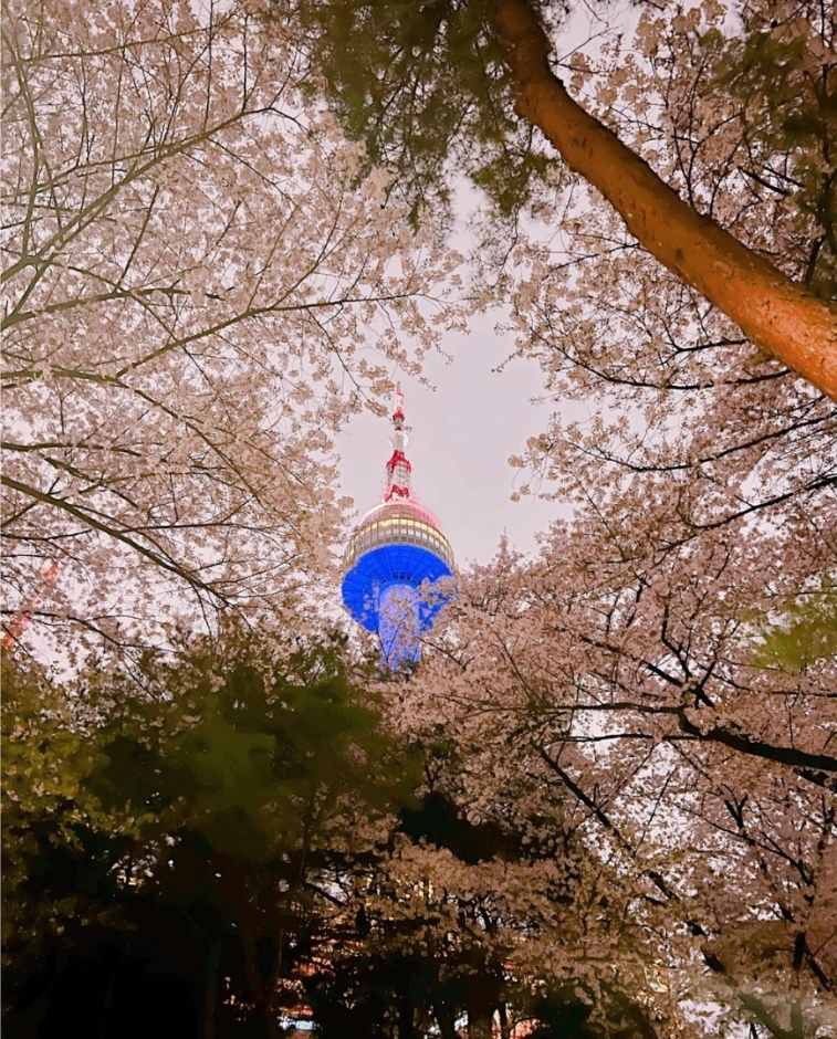 서울 벚꽃 축제&amp;#44; 남산 BLOSSOM TOWER 정보