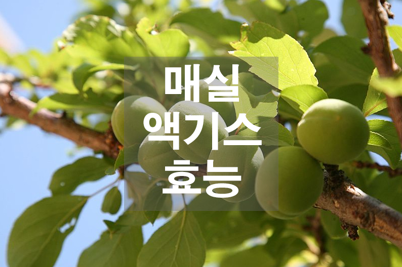  매실액기스 효능