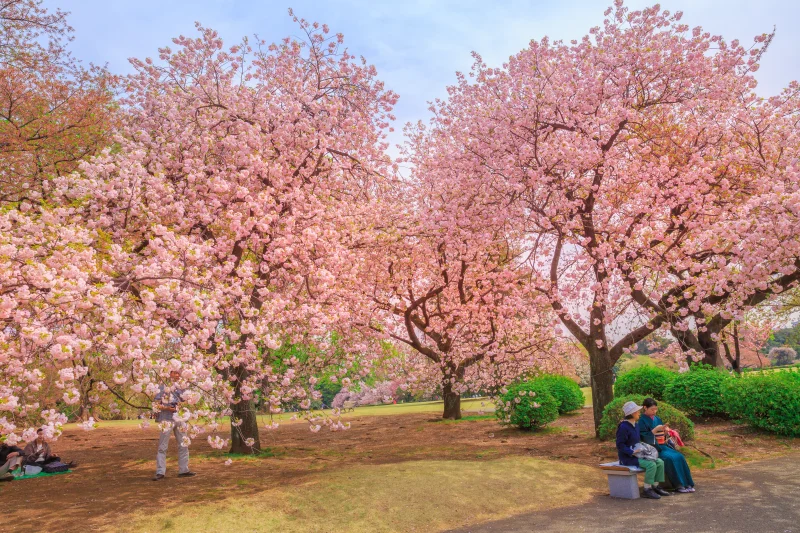 신주쿠 교엔 벚꽃 풍경