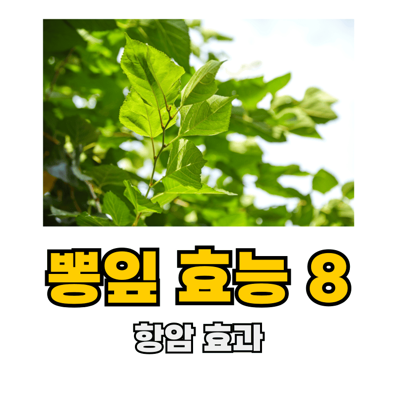 뽕잎