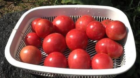 유기농-토마토재배-토마토-수확-토마토효소-만들기-담그기