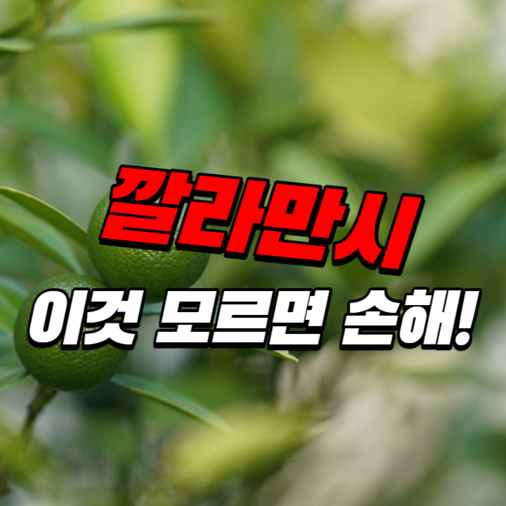 깔라만시