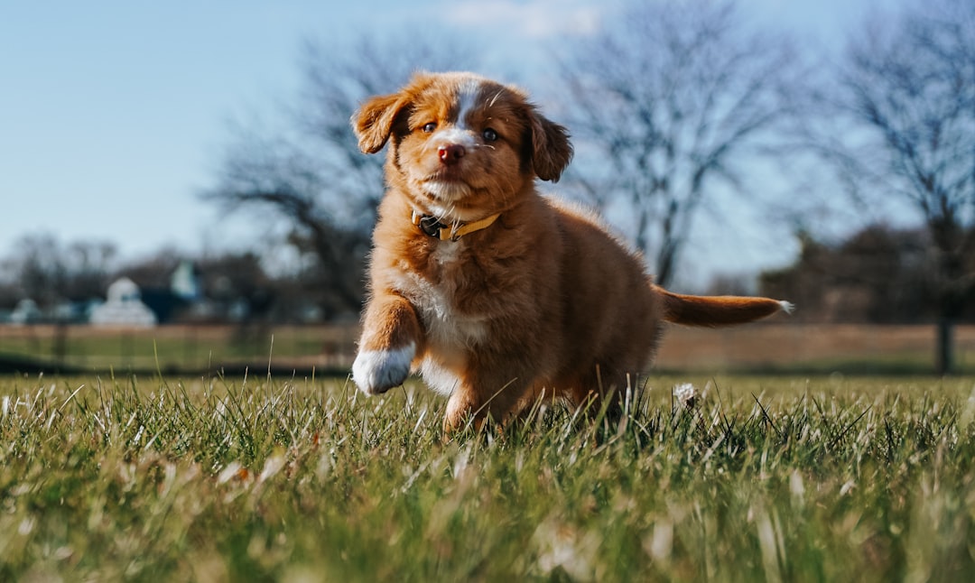 Puppy