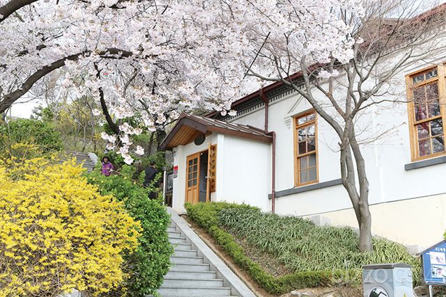 인천의 봄꽃 명소 추천