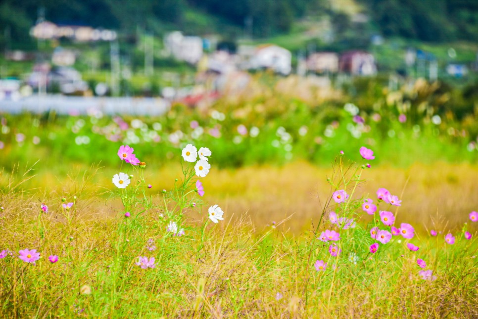 거제 오수마을 갈대밭 가을이 찾아온 12