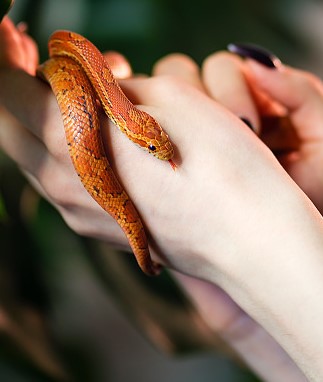 나오는 꿈은 어떤 꿈일까요? 뱀 꿈의 해몽, 뱀. 10