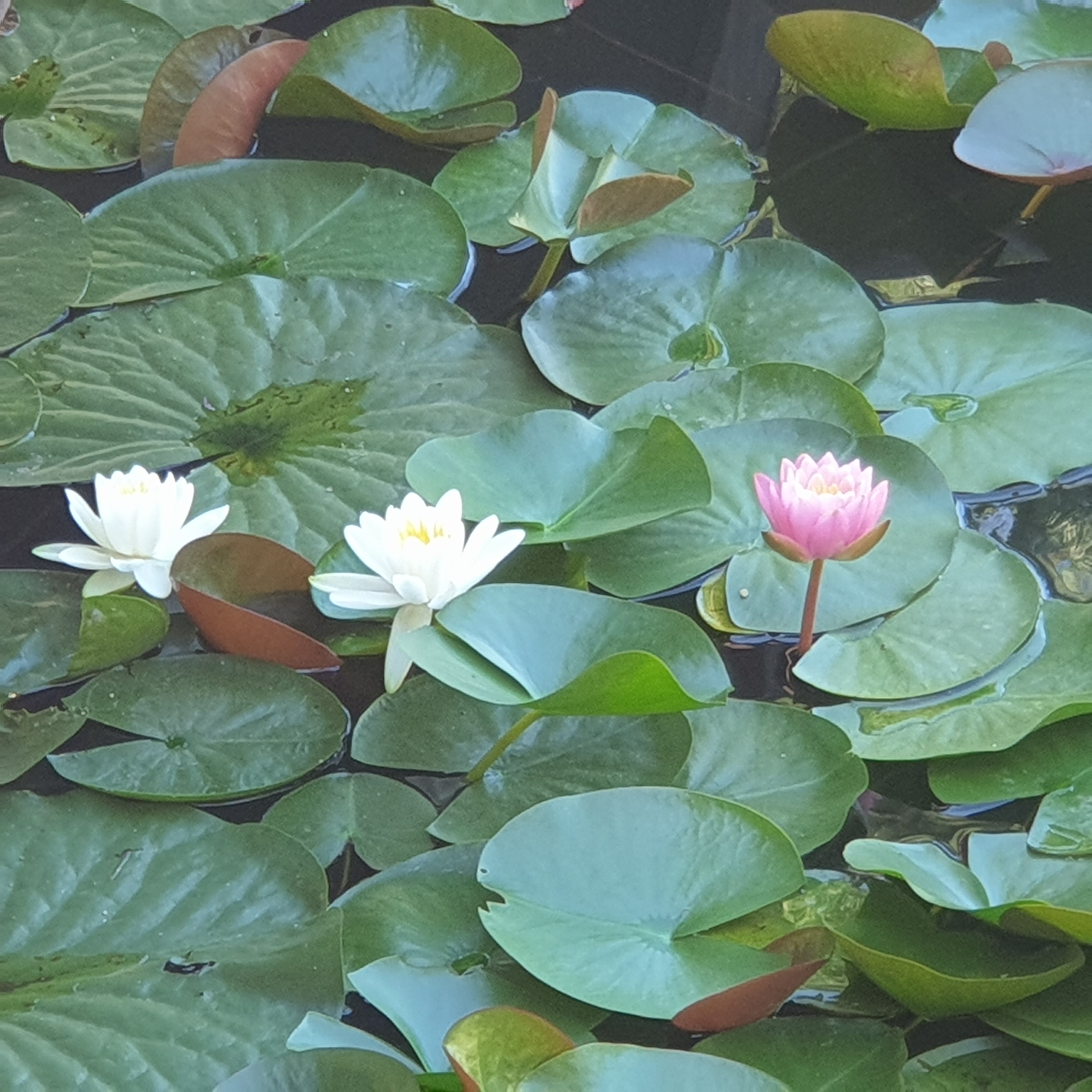  7월 15일 남산공원 연꽃이 활짝폈어요 연꽃 보러오세요