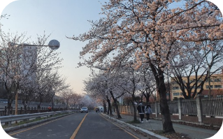 동천고 벚꽃길