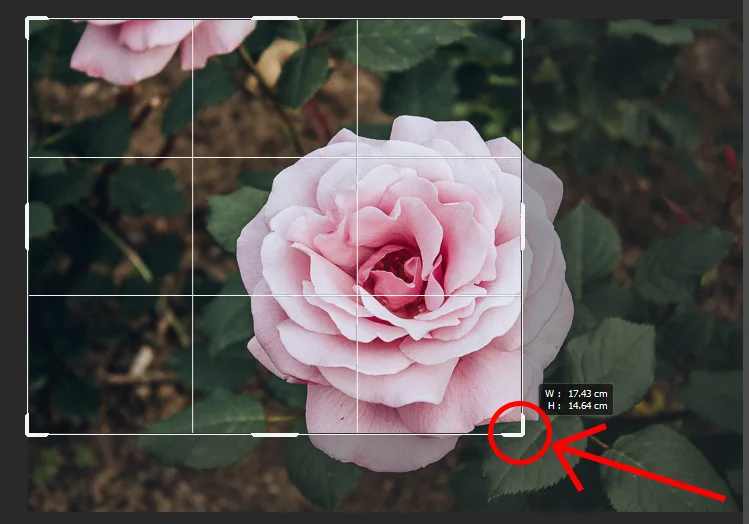 포토샵 크롭툴로 사진 자르는 모습
