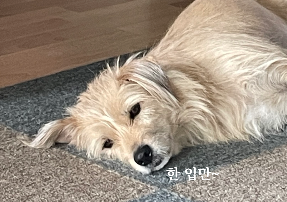 누워있는 강아지 사진