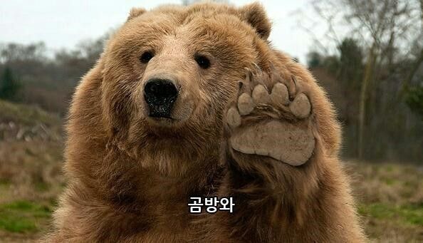  꿀을 훔쳐먹는 곰을 소믈리에로 고용한 남자?! #귀여운 짤