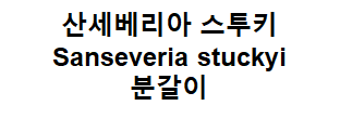  [식물]공기정화식물 산세베리아 스투키 키우기: 분갈이