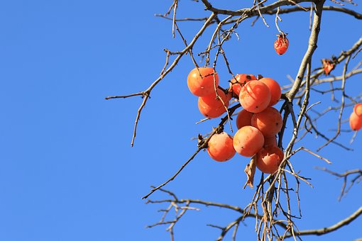 감나무의 홍시