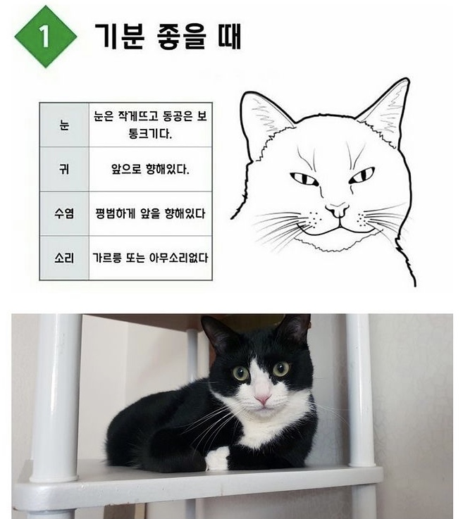  교과서적으로 기분 좋은 고양이