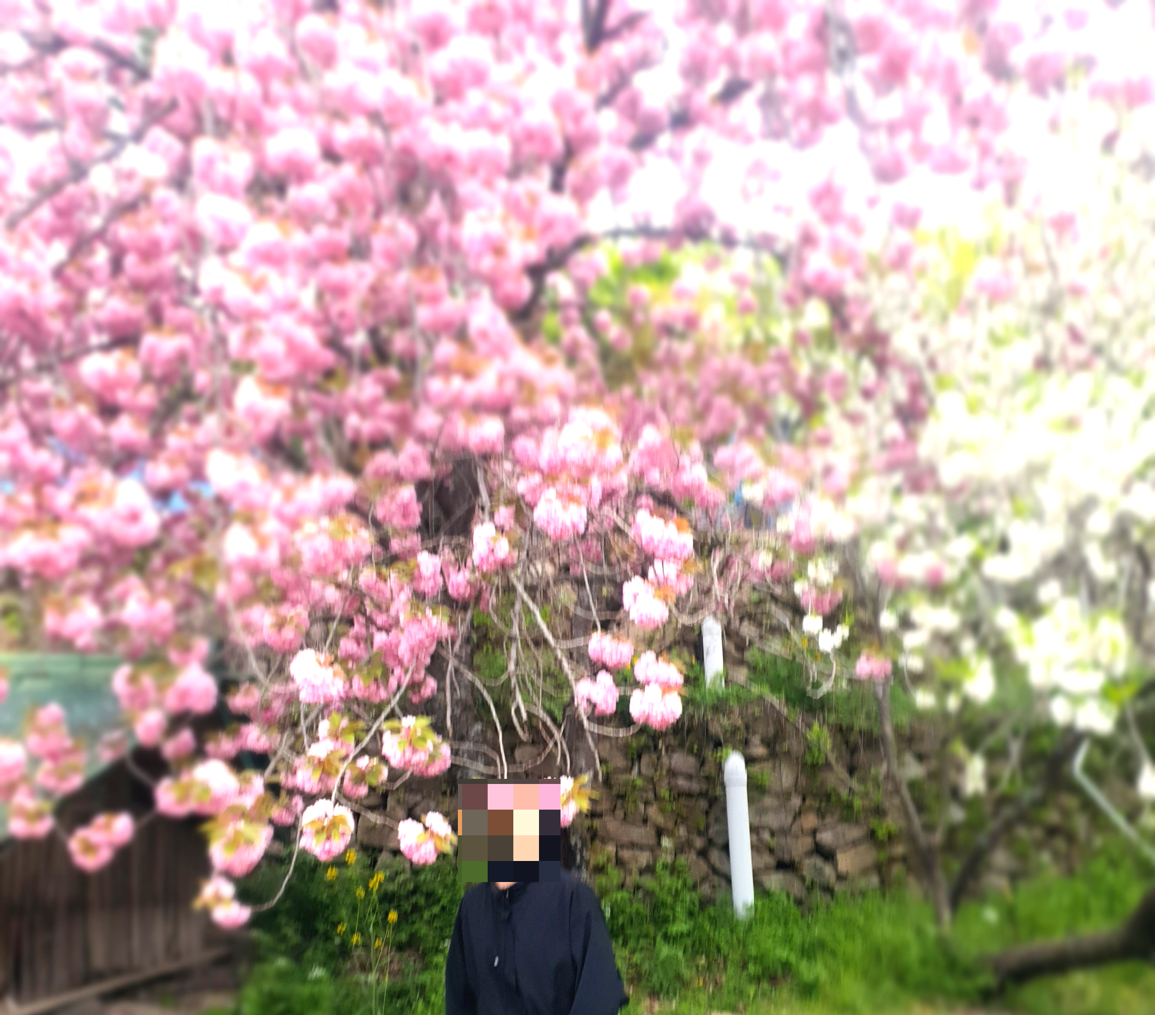 개심사 청벚꽃 겹벚꽃 왕벚꽃