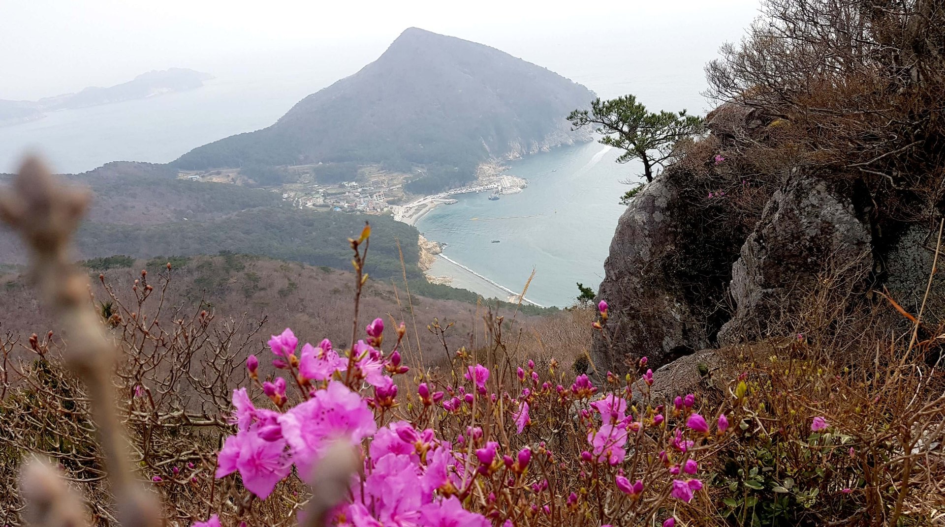 거제 망산 진달래