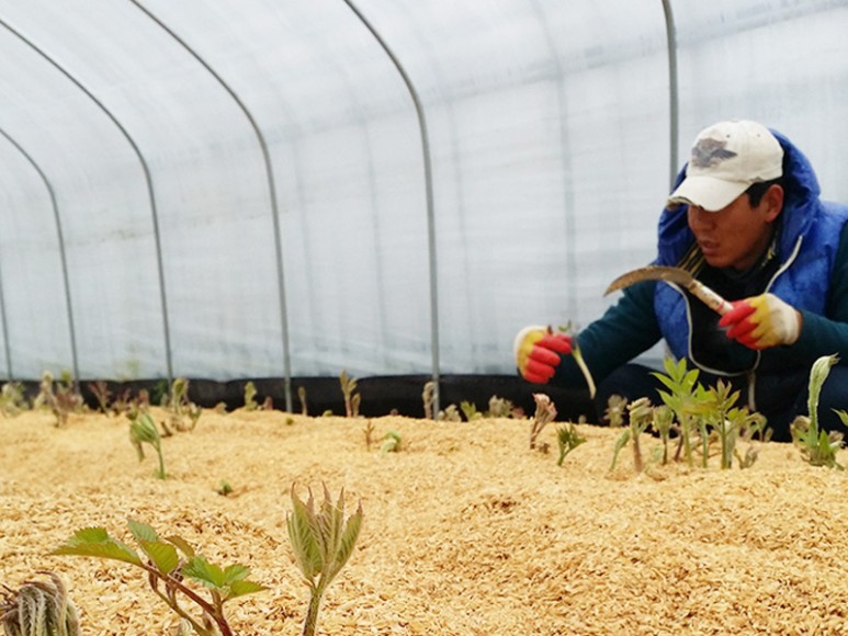 거창 대구 판매 손질 및 보관법 제철 봄나물 우도열매 - 2021년 7