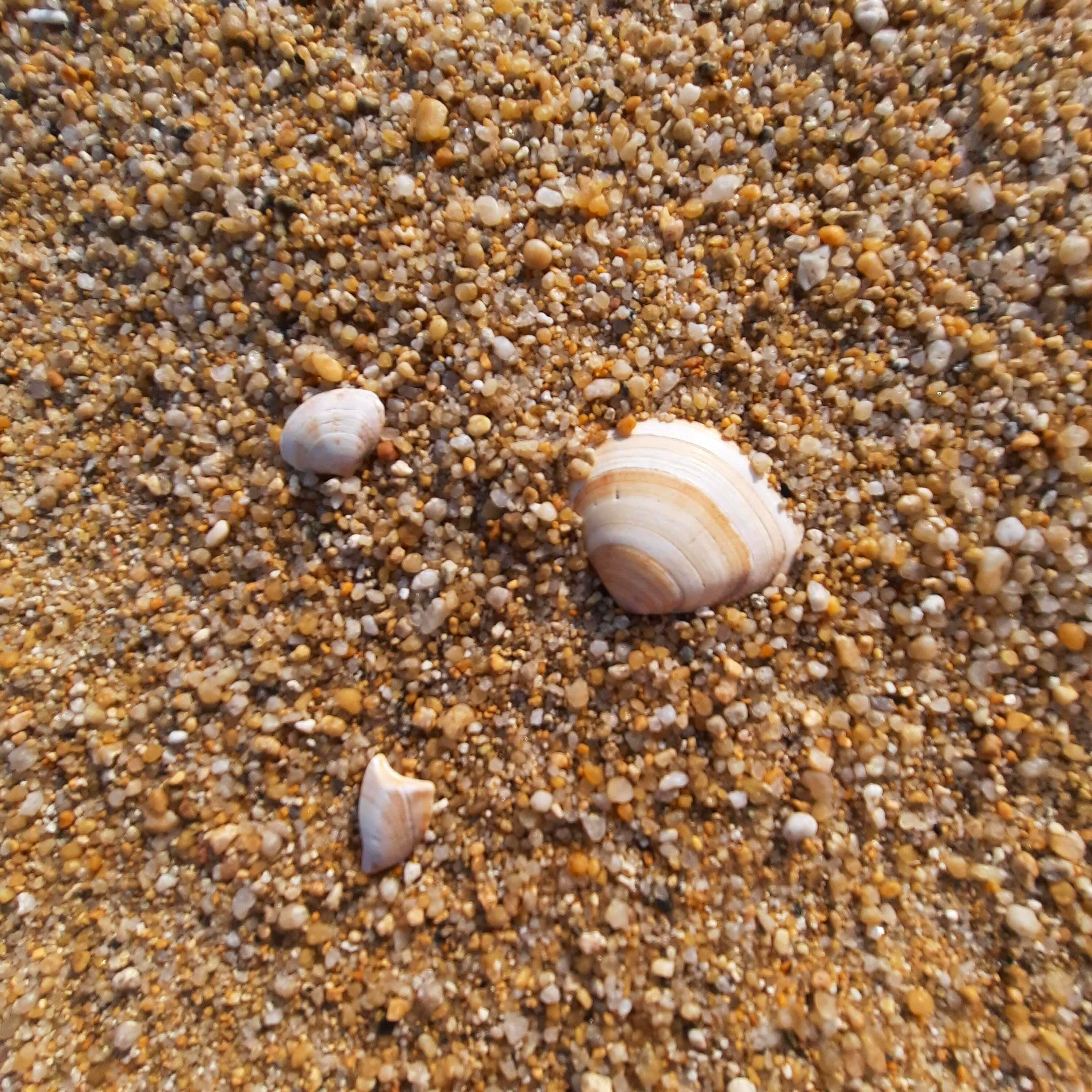 바닷가 조개 껍질 사진