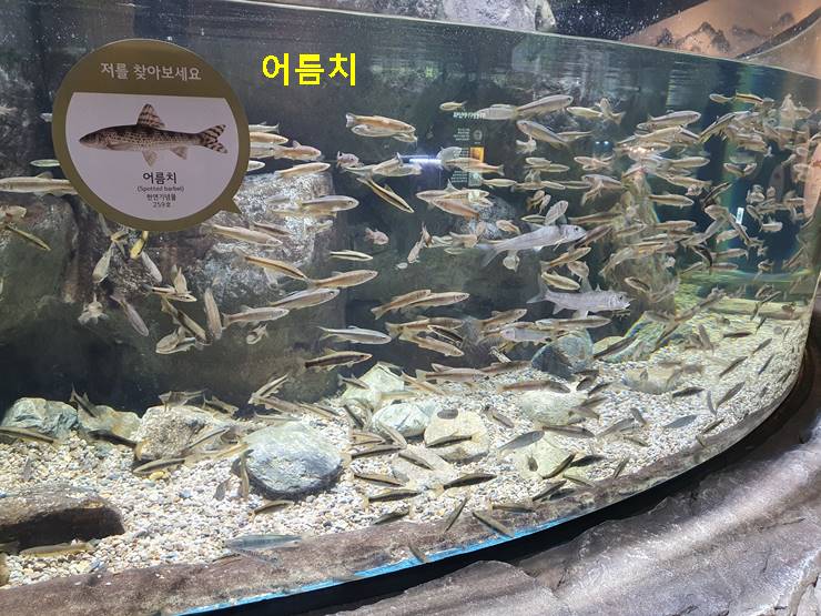 어름치