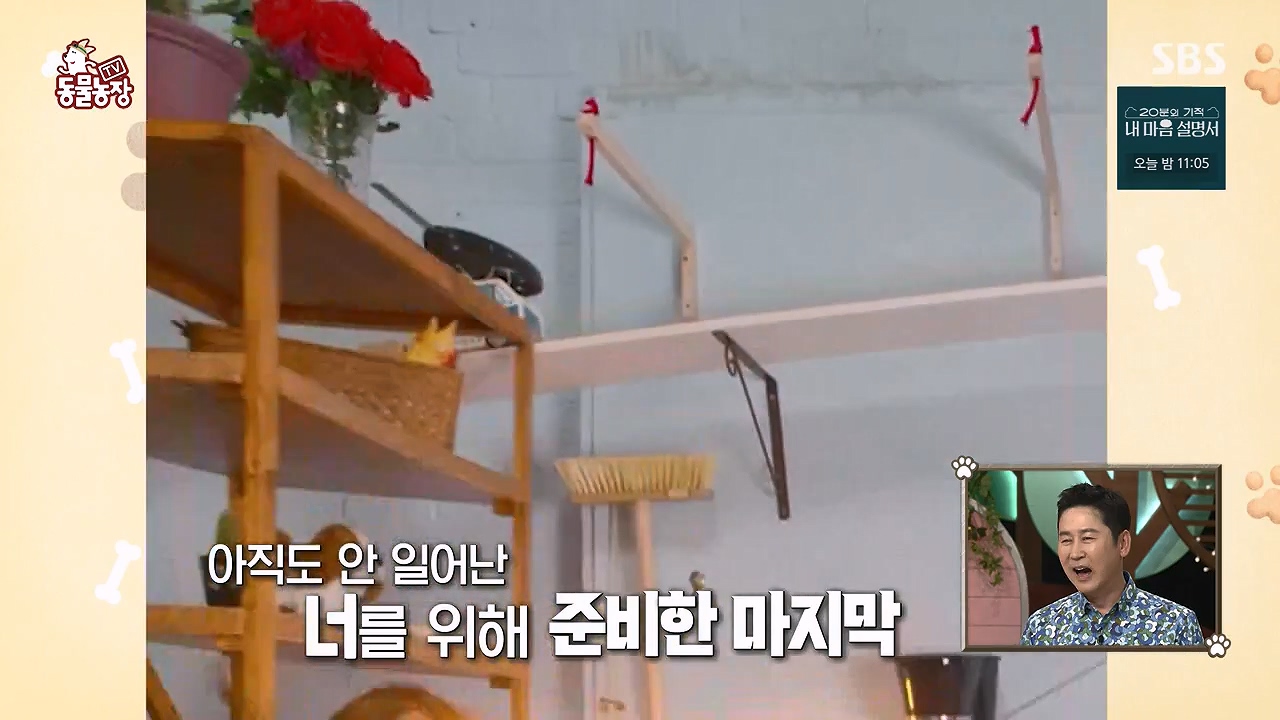 TV 동물농장.E1172.240520p-NEXT.mp4_20240519_162231.464.jpg