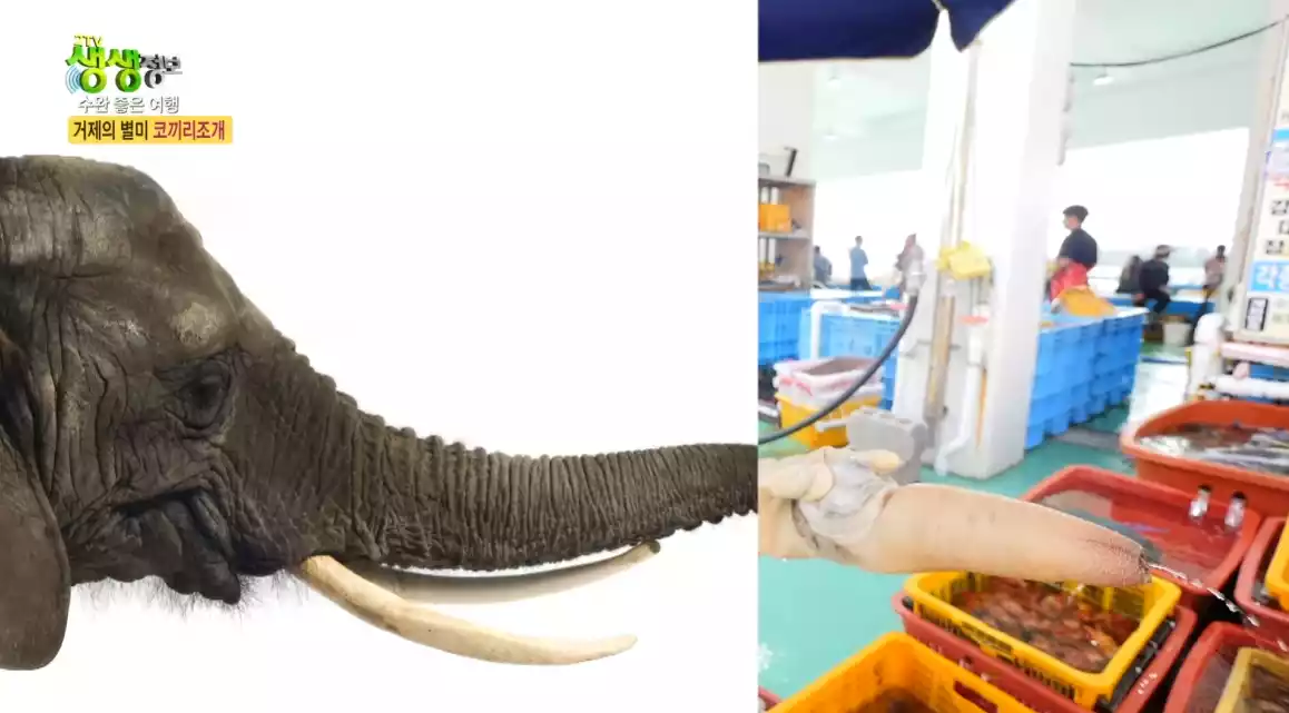 코끼리 조개