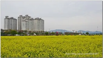 창녕 남지 유채꽃축제 일정 맛집 코스_22