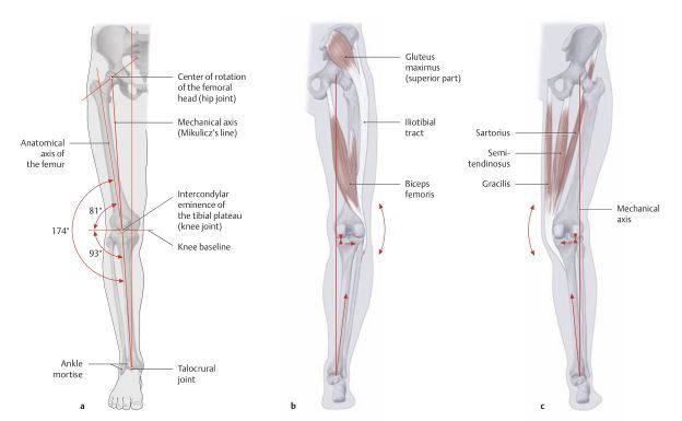 무릎의 각도를 나타내는 그림과 오다리와 엑스다리를 보여주는 그림