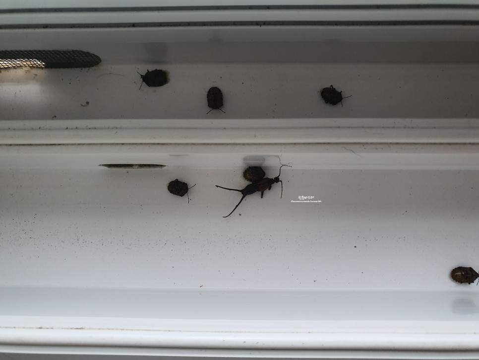 벌레 차단 창문틈 방충망 용인 아파트벌레 10