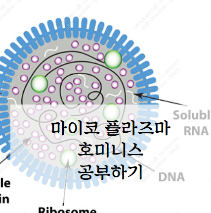 마이코플라스마호미니스와 불임 2