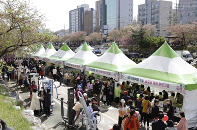 불광천 벚꽃축제